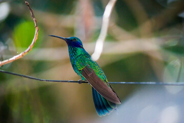 Enchanting Wings: Capturing the Beauty of Hummingbirds in the Heart of Quito, Ecuador