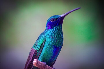 Enchanting Wings: Capturing the Beauty of Hummingbirds in the Heart of Quito, Ecuador