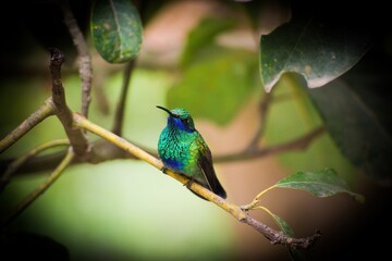 Enchanting Wings: Capturing the Beauty of Hummingbirds in the Heart of Quito, Ecuador