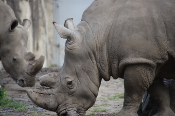 Naklejka premium rhino in the zoo images