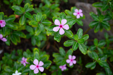 Blooming Pink and White Flowers in a Spring Garden