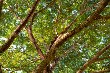 big tree