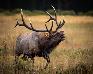 Royal bull Rocky Mountain Elk (cervus canadensis) walking through grass in open meadow during fall elk rut, Rocky Mountain National Park, Colorado