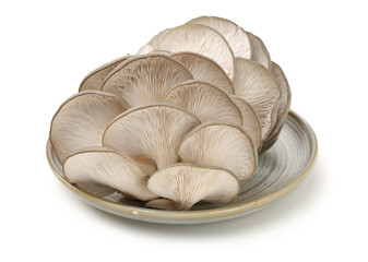 oyster mushroom on white background