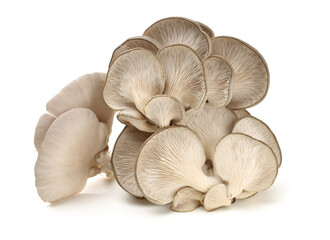 oyster mushroom on white background