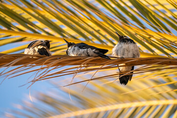 Obraz premium Three Acorn woodpecker sitting on a palm leaf.