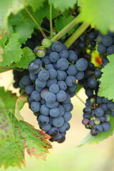Large bunches of red wine grapes hang from an old vine in warm afternoon light. - 657974178