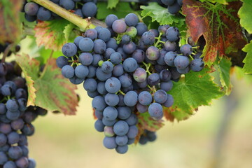 Large bunches of red wine grapes hang from an old vine in warm afternoon light.