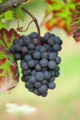 Large bunches of red wine grapes hang from an old vine in warm afternoon light. - 657974321