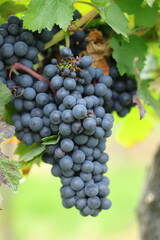 Large bunches of red wine grapes hang from an old vine in warm afternoon light. - 657974339