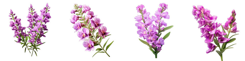 Angelonia  Flower Hyperrealistic Highly Detailed Isolated On Plain White Background