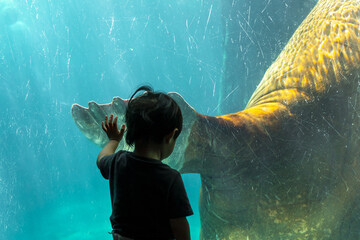 Child touches aquarium glass where the walrus swims. Boy watching walrus in aquarium. 