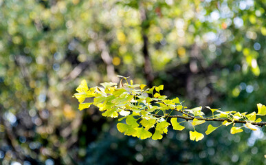Close up of ginkgo leaves in the park