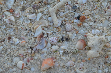 background, pattern, summer, coast, seashell, vacation, travel, holiday, tropical, white, detail, beautiful, ko lipe, thailand, sand, beach, nature, sea, macro, shell, ocean, animal, stone, rock