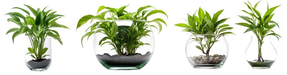 Interior plants isolated on transparent PNG background, Generative Ai