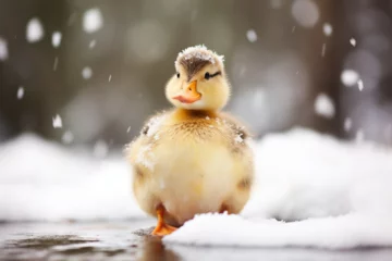 Fotobehang a cute duck playing in the snow © Yoshimura