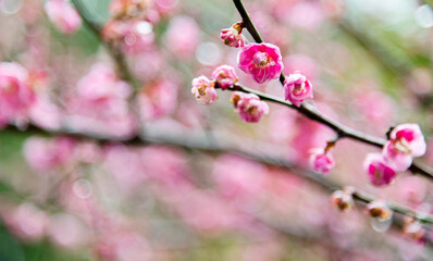 Plum blossoms blossom on the tree