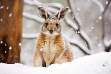 Poster a cute kangaroo playing in the snow © Yoshimura