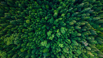 Aerial / Drone view of the forest