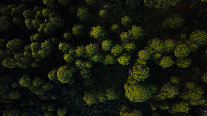 Aerial / Drone view of the forest