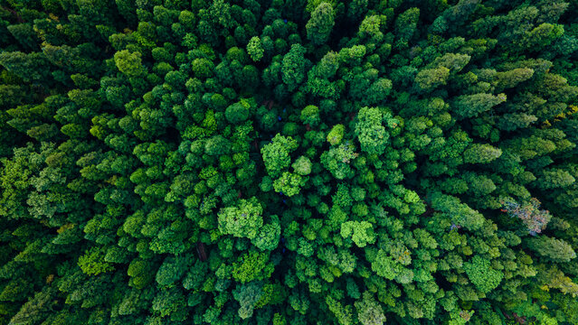 Aerial / Drone view of the forest © AMIT KUMAR SINGH