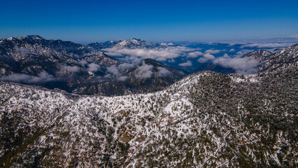 Winter forest from above