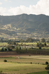 Fototapeta premium landscape with cows and mountains