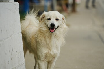 Very cute street white dog in Thailand　とても可愛らしい白い野良犬　タイ