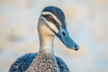 Pacific Black Duck in profile at the beach