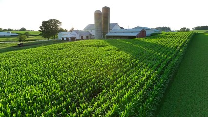 Sunset over American farm with a corn field. Aerial establishing shot of summer golden hour in rural countryside.
