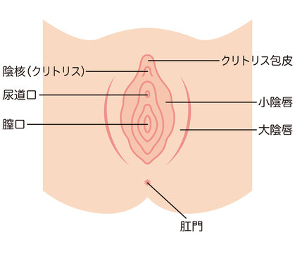 女性生殖器の説明図　膣