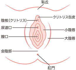 女性生殖器の説明図　膣