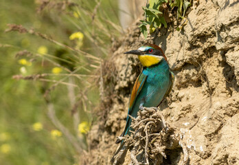 Common Bee-eater is one of the most beautiful bird in Europe