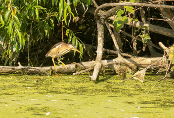 Little Bittern bird hunting from ambush