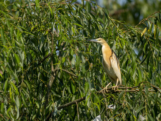 Squacco Heron in breeding colony