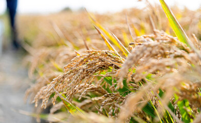 Golden rice field in autumn