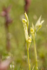 Ploughshare Orchid (Serapias vomeracea) in natural habitat