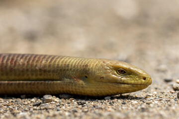 European Glass Lizard (Pseudopus apodus) close up photography