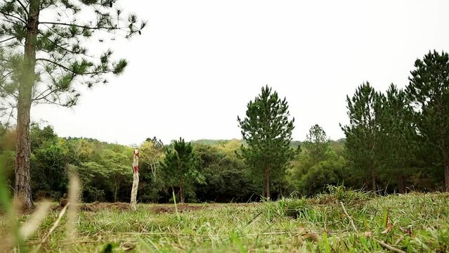Entrance To A Pine Forest In Paraguay City Of Piribebuy.