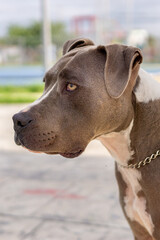 Perro pitbull, hermoso color blue, retrato, ojos preciosos