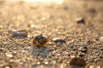 hermit crab peacefully walking along the beach in the morning