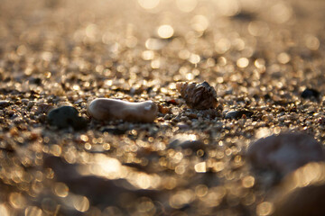sand and seashells on the beach, macro closeup