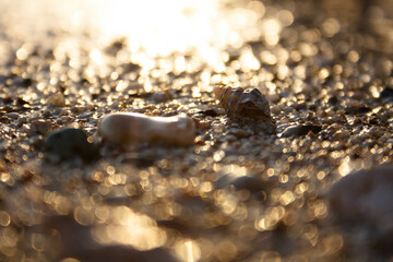 sand and seashells on the beach, macro closeup