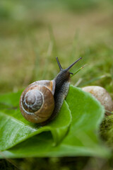 snail climbing over a leaf in the garden, closeup macro 