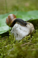 snail climbing over a rock in the garden, closeup macro 