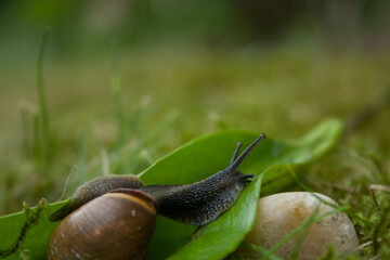 snail twisting along a small leaf in the garden