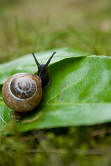 snail in the garden on a small leaf