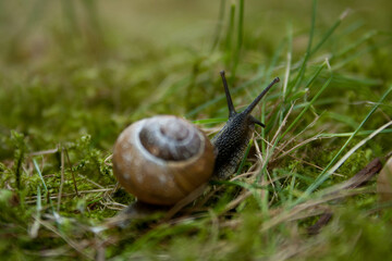 snail in the garden on a little bit of moss and grass