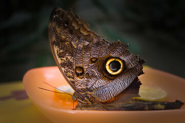 butterfly being fed from a tray in a butterfly sanctuary - obrazy, fototapety, plakaty