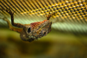 lizard hanging from the top of the ceiling, low depth of field